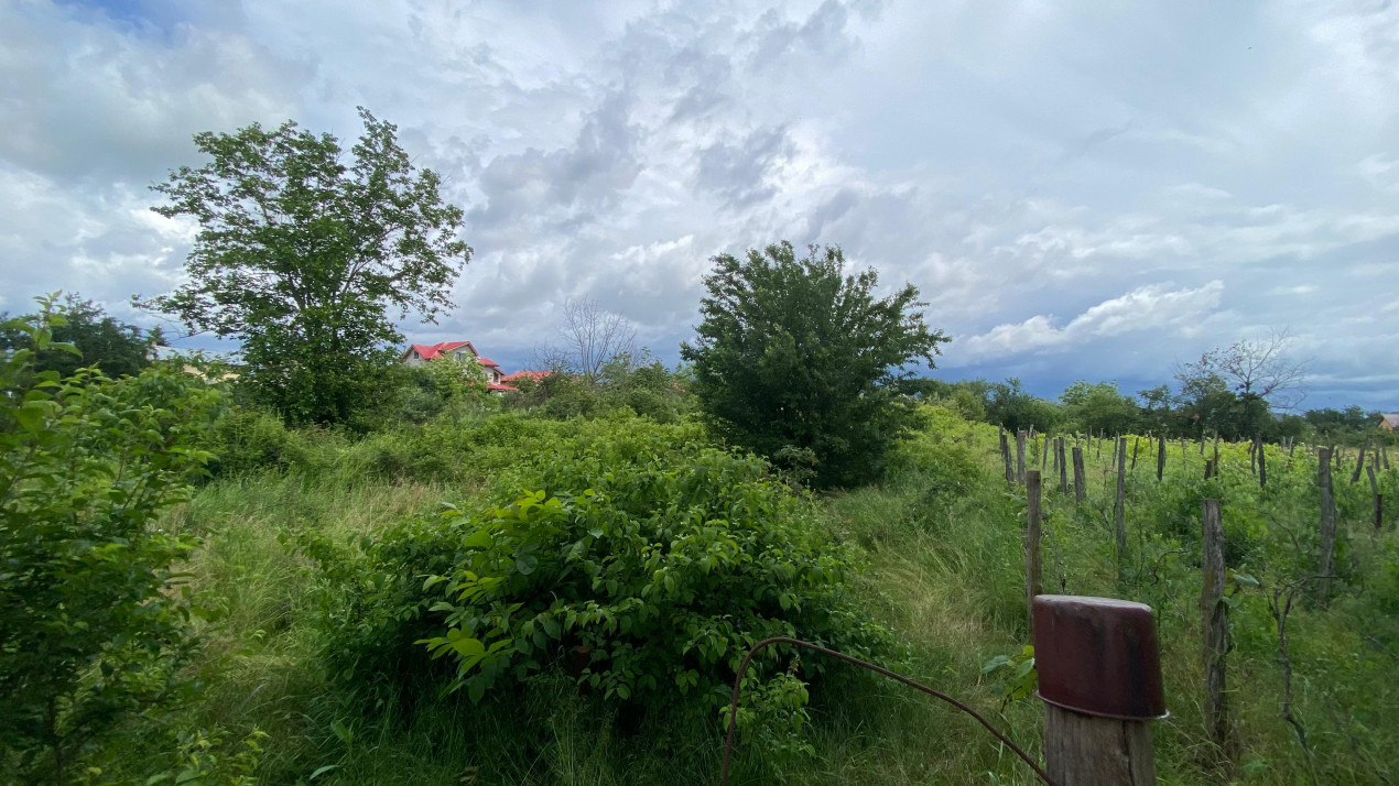 Teren de Vânzare 2200 mp Clinceni, Ilfov Ideal pentru Construcție sau Investitie