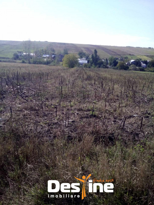 TEREN INTRAVILAN 7500 mp drum pietruit zona de case Cosițeni