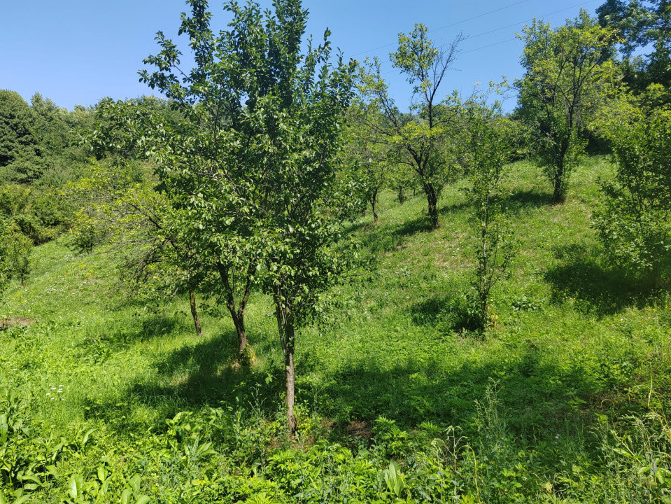 Teren intravilan 1035 mp cu parau, Breaza, Prahova