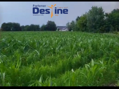 Comision 0%, TEREN INTRAVILAN 10.000 MP, CATAMARESTI DEAL, BOTOSANI