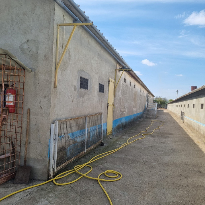 AFACERE LA CHEIE FERMA DE PORCI