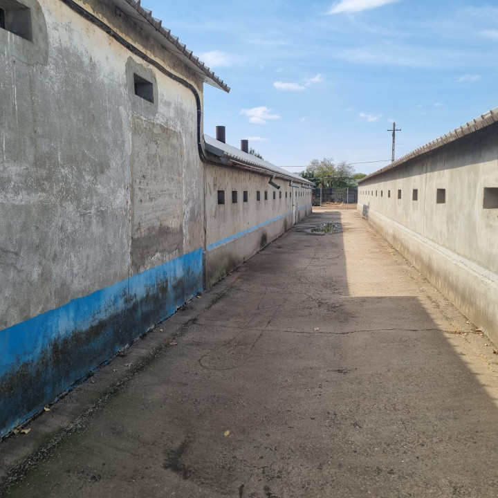 AFACERE LA CHEIE FERMA DE PORCI