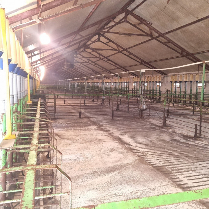 AFACERE LA CHEIE FERMA DE PORCI