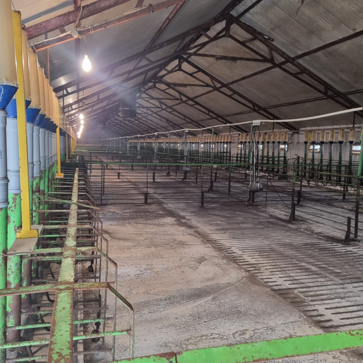 AFACERE LA CHEIE FERMA DE PORCI