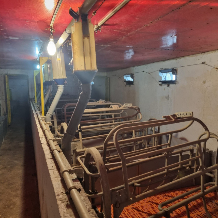 AFACERE LA CHEIE FERMA DE PORCI