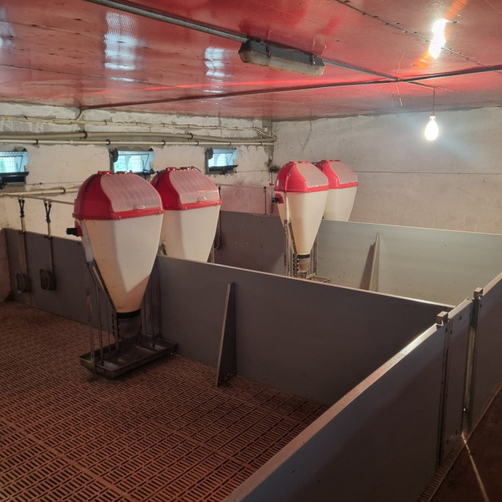 AFACERE LA CHEIE FERMA DE PORCI