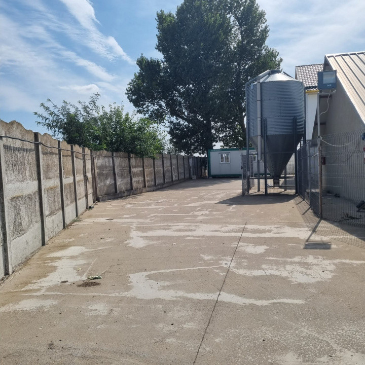 AFACERE LA CHEIE FERMA DE PORCI