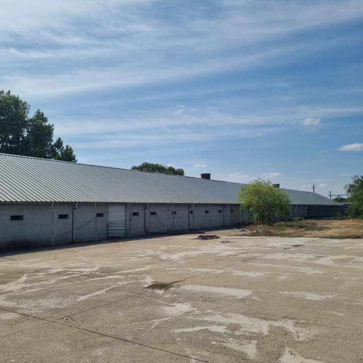 AFACERE LA CHEIE FERMA DE PORCI