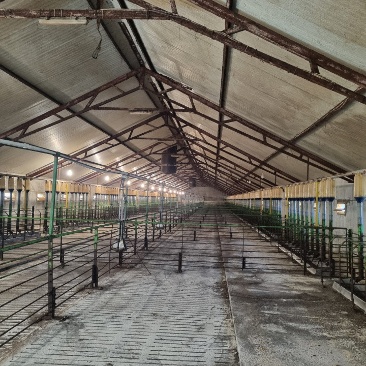 AFACERE LA CHEIE FERMA DE PORCI