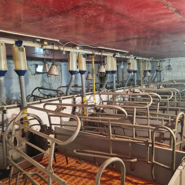 AFACERE LA CHEIE FERMA DE PORCI