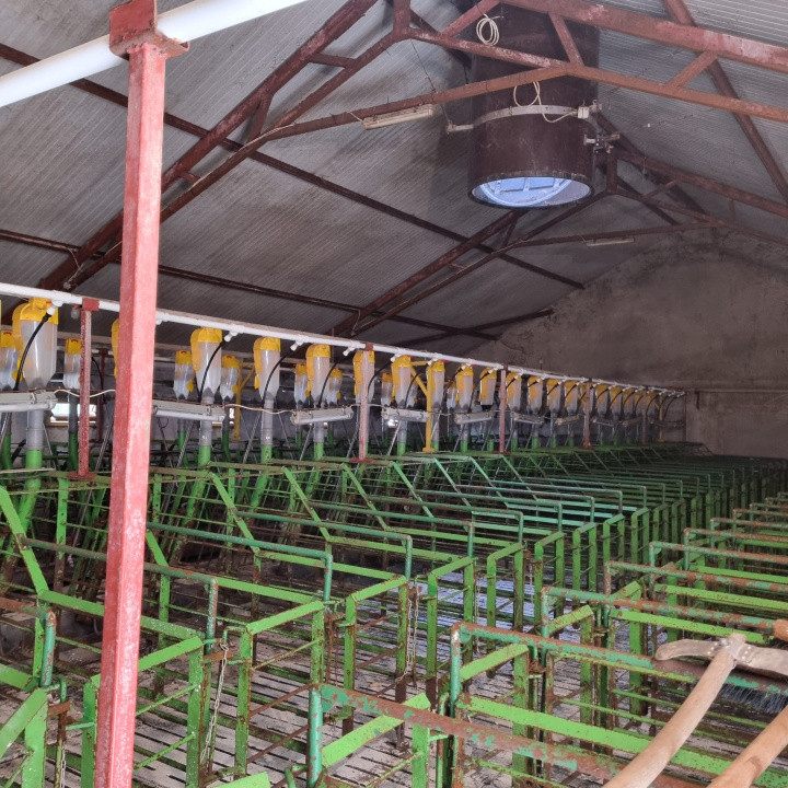 AFACERE LA CHEIE FERMA DE PORCI