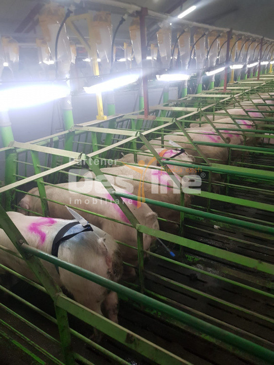 AFACERE LA CHEIE FERMA DE PORCI