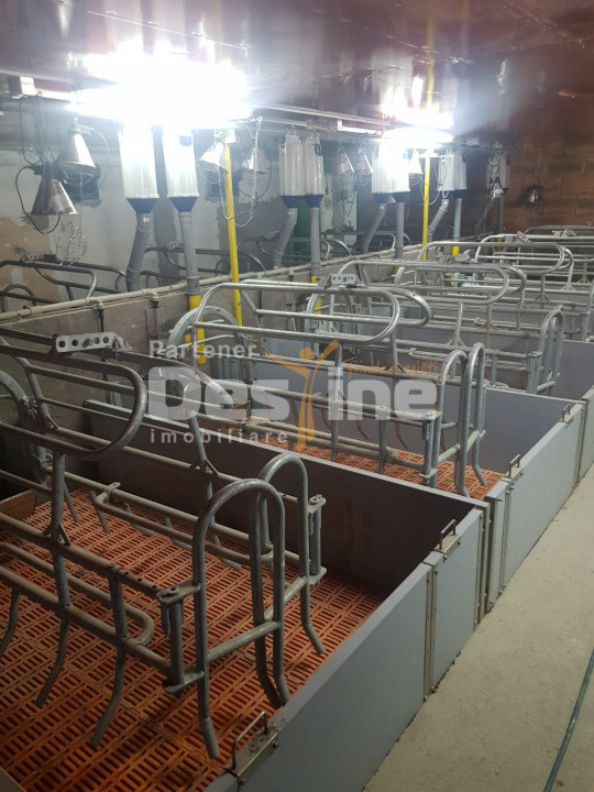 AFACERE LA CHEIE FERMA DE PORCI