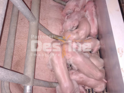 AFACERE LA CHEIE FERMA DE PORCI