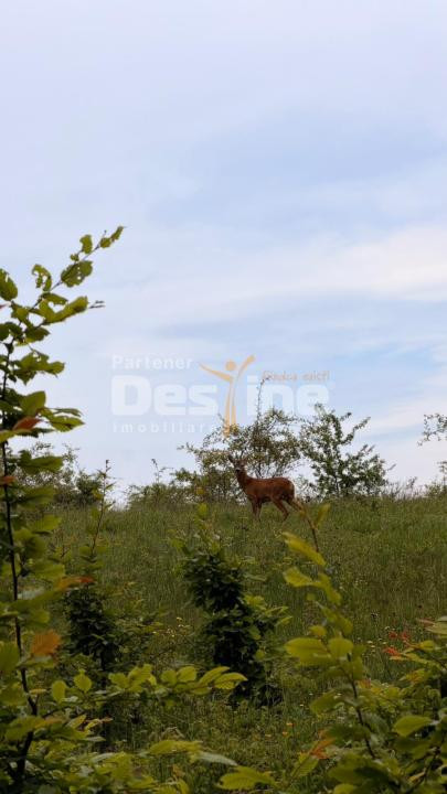 🌳 PĂDURE DE VÂNZARE – 17 HA – VALEA MARE, COMUNA BĂLILEȘTI, JUDEȚUL ARGEȘ 🌳