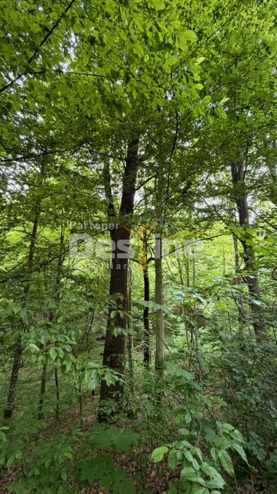 🌳 PĂDURE DE VÂNZARE – 17 HA – VALEA MARE, COMUNA BĂLILEȘTI, JUDEȚUL ARGEȘ 🌳