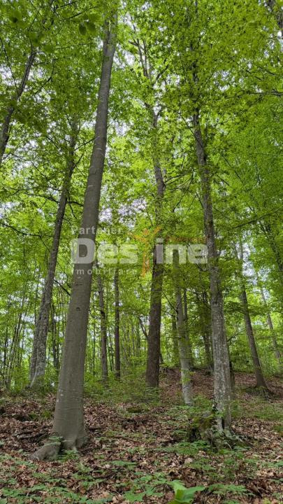 🌳 PĂDURE DE VÂNZARE – 17 HA – VALEA MARE, COMUNA BĂLILEȘTI, JUDEȚUL ARGEȘ 🌳