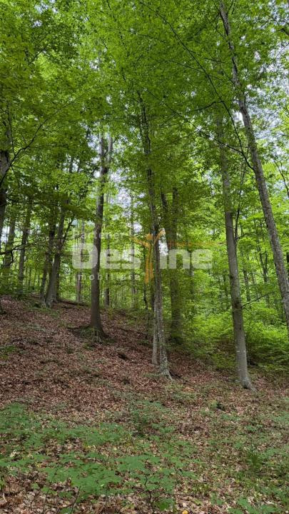 🌳 PĂDURE DE VÂNZARE – 17 HA – VALEA MARE, COMUNA BĂLILEȘTI, JUDEȚUL ARGEȘ 🌳