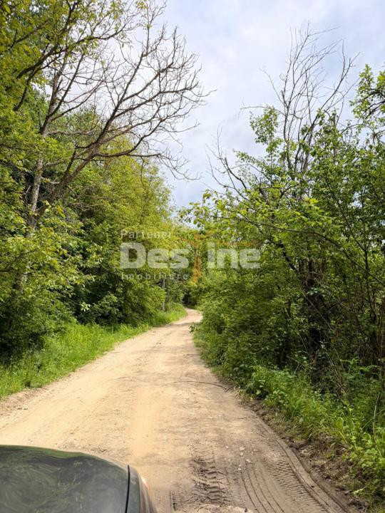 🌳 PĂDURE DE VÂNZARE – 17 HA – VALEA MARE, COMUNA BĂLILEȘTI, JUDEȚUL ARGEȘ 🌳
