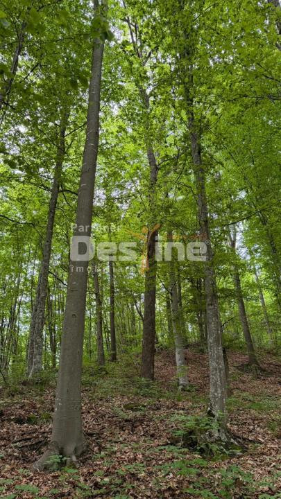 🌳 PĂDURE DE VÂNZARE – 17 HA – VALEA MARE, COMUNA BĂLILEȘTI, JUDEȚUL ARGEȘ 🌳