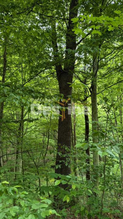 🌳 PĂDURE DE VÂNZARE – 17 HA – VALEA MARE, COMUNA BĂLILEȘTI, JUDEȚUL ARGEȘ 🌳