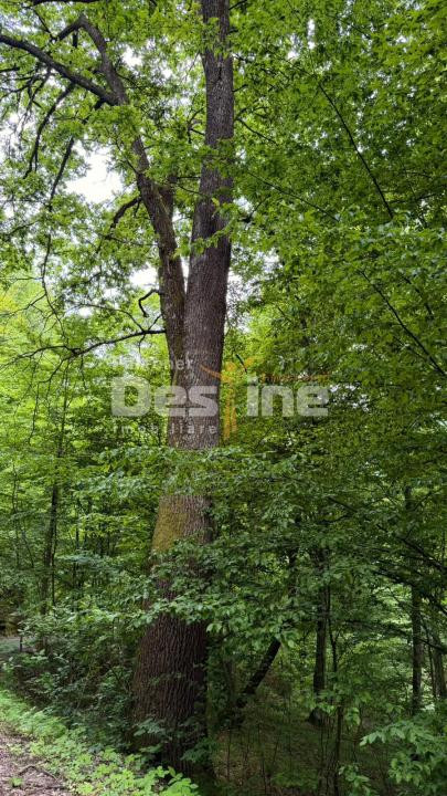🌳 PĂDURE DE VÂNZARE – 17 HA – VALEA MARE, COMUNA BĂLILEȘTI, JUDEȚUL ARGEȘ 🌳