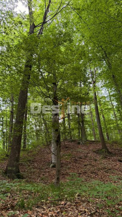 🌳 PĂDURE DE VÂNZARE – 17 HA – VALEA MARE, COMUNA BĂLILEȘTI, JUDEȚUL ARGEȘ 🌳