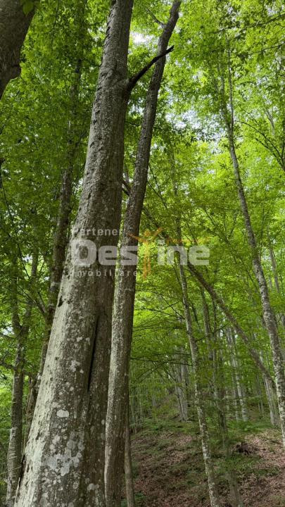 🌳 PĂDURE DE VÂNZARE – 17 HA – VALEA MARE, COMUNA BĂLILEȘTI, JUDEȚUL ARGEȘ 🌳